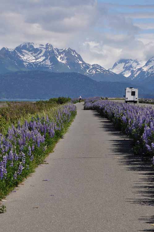 flower lined bike lane